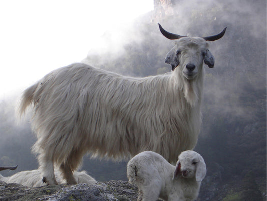 Where Does Cashmere Come From?